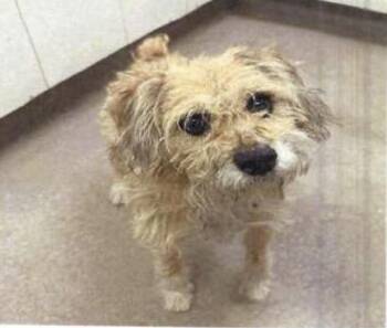 Mixed Breed and Schnauzer Dogs Available for Adoption - Todd (A122366) | PetCurious