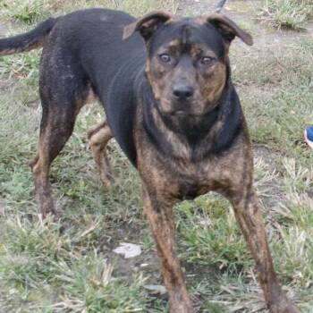 Rescue Mixed Breed Dogs for Adoption in Gloucester, Virginia - Penelope | PetCurious