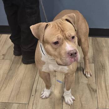 Pit Bull Terrier Dogs Available for Adoption - Benji | PetCurious