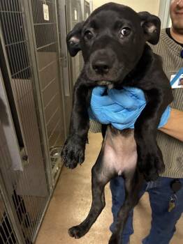 OMLETTE -  Pit Bull Terrier and Mixed Breed Dog for Adoption in San Jose, California - OMLETTE | PetCurious