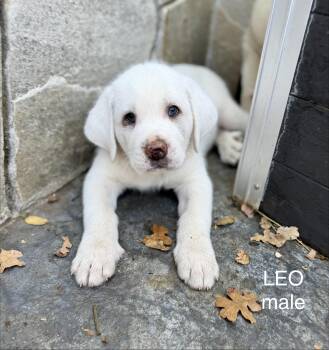 Leo -  Great Pyrenees and Akbash Dog for Adoption in Sonora, California - Leo | PetCurious