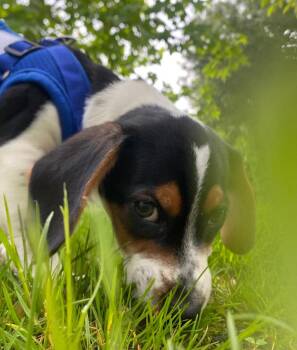 Basset Hound and Beagle Dogs Available for Adoption in Fall River, Massachusetts - Wobbles | PetCurious