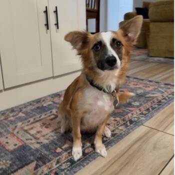 Luna -  Chihuahua and Mixed Breed Dog for Adoption in Houston, Texas - Luna | PetCurious