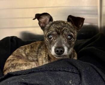 Chihuahua Dogs Available for Adoption - Katie | PetCurious