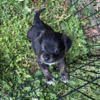 Pekingese and Mixed Breed Dogs Available for Adoption in Wilkesboro, North Carolina - Walnut | PetCurious