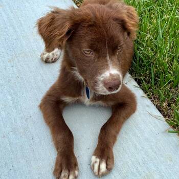 Dawson -  Mixed Breed Dog for Adoption in Centerville, Tennessee - Dawson | PetCurious
