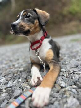 Lucy -  Mixed Breed Dog for Adoption in Sylva, North Carolina - Lucy | PetCurious
