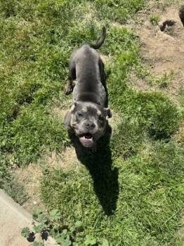 Nami -  Fox Terrier and Mixed Breed Dog for Adoption in Yakima, Washington - Nami | PetCurious