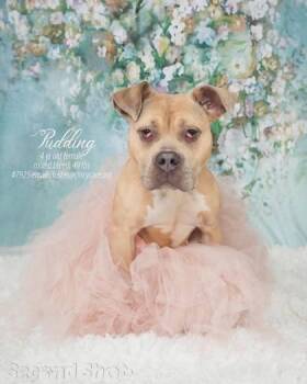 Rescue Mixed Breed Dogs for Adoption in Miamitown, Ohio - Pudding | PetCurious