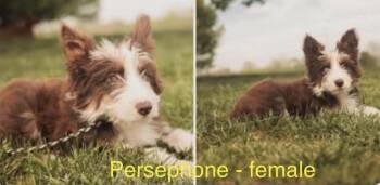 Aussiedoodle Dogs Available for Adoption in Cheektowaga, New York - Persephone | PetCurious