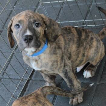Captain America -  Mixed Breed Dog for Adoption in San Francisco, California - Captain America | PetCurious