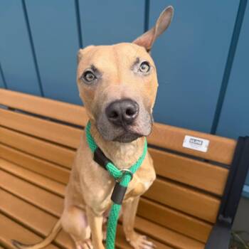 Hopper -  Mixed Breed Dog for Adoption in Philadelphia, Pennsylvania - Hopper | PetCurious