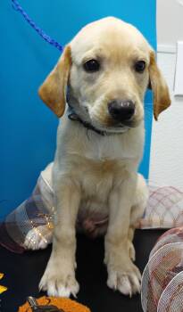 Rescue Labrador Retriever and Vizsla Dogs for Adoption in Attalla, Alabama - Cove | PetCurious