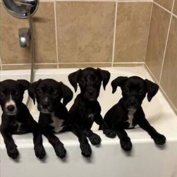 Magenta -  Mixed Breed Dog for Adoption in East Hanover, New Jersey - Magenta | PetCurious