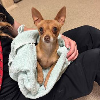 Aruba -  Chihuahua Dog for Adoption in Bristol, Indiana - Aruba | PetCurious