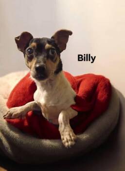 Rescue Chihuahua Dogs for Adoption in Eloise, Florida - Billy | PetCurious