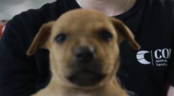 BEATRICE -  Mixed Breed Dog for Adoption in Columbia, South Carolina - BEATRICE | PetCurious
