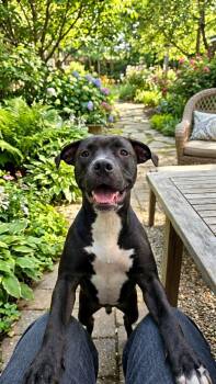 Georgia -  American Bully Dog for Adoption in Russiaville, Indiana - Georgia | PetCurious