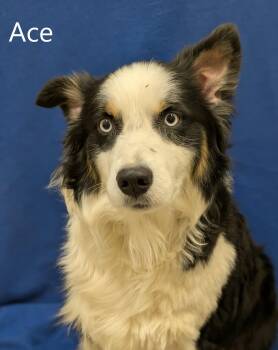 Australian Shepherd Dogs Available for Adoption - Ace | PetCurious