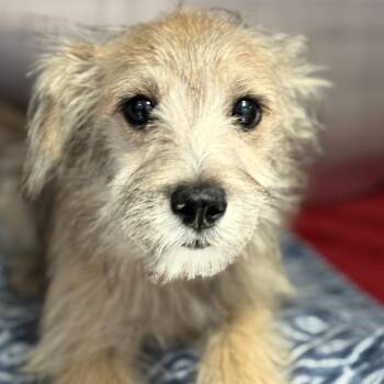 Alani -  Terrier Dog for Adoption in Fresno, California - Alani | PetCurious