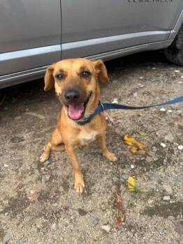 Chocolatina -  Labrador Retriever and Black Mouth Cur Dog for Adoption in Ramona, California - Chocolatina | PetCurious