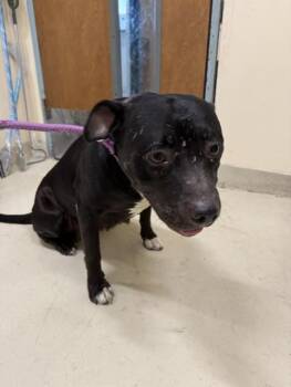 A199457 -  Pit Bull Terrier Dog for Adoption in Fremont, California - A199457 | PetCurious
