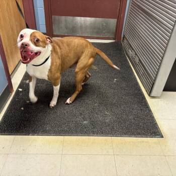Boxer and Boston Terrier Dogs Available for Adoption - Weasley | PetCurious