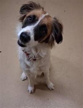 CARMELLA -  Border Collie and Mixed Breed Dog Available for Adoption in Chula Vista, California - CARMELLA | PetCurious