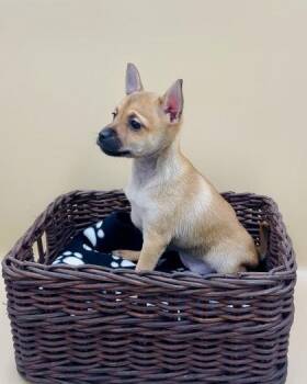 Sedona -  Mixed Breed Dog for Adoption in Lawrenceville, Georgia - Sedona | PetCurious