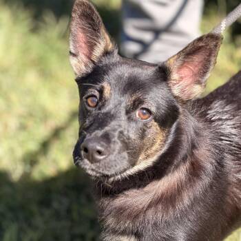 Priscilla -  Corgi and Shepherd Dog for Adoption in Meherrin, Virginia - Priscilla | PetCurious