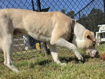 American Bulldog and Mixed Breed Dogs Available for Adoption in Conway, South Carolina - Khaki | PetCurious