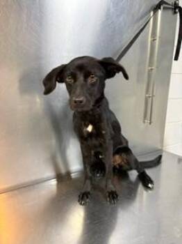 Ziggy -  Dachshund Dog for Adoption in Lake Wylie, South Carolina - Ziggy | PetCurious