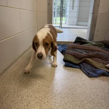Roscoe -  Beagle Dog for Adoption in Gloucester, Virginia - Roscoe | PetCurious