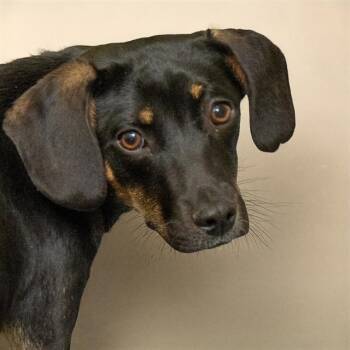 Beagle and Mixed Breed Dogs Available for Adoption in St. Louis, Missouri - FLEECE | PetCurious