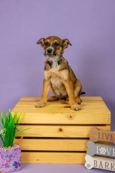 Shepherd Dogs Available for Adoption - 176-26 | PetCurious