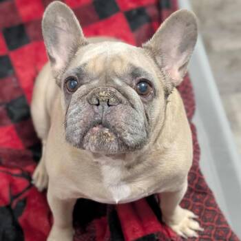 French Bulldog Dogs Available for Adoption - Hamantha | PetCurious
