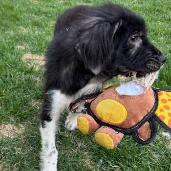 Mixed Breed Dogs Available for Adoption in Buffalo, Minnesota - Gelato | PetCurious