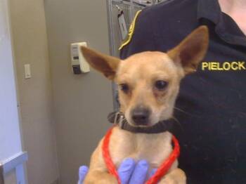 ROCKY -  Chihuahua Dog for Adoption in Sacramento, California - ROCKY | PetCurious