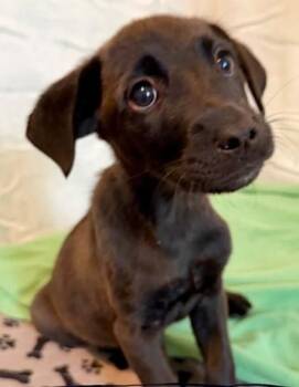 Babble -  Labrador Retriever and Mixed Breed Dog for Adoption in Morristown, New Jersey - Babble | PetCurious