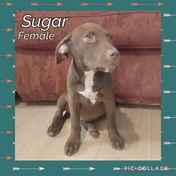 Sugar -  Labrador Retriever Dog for Adoption in Manchester, Connecticut - Sugar | PetCurious