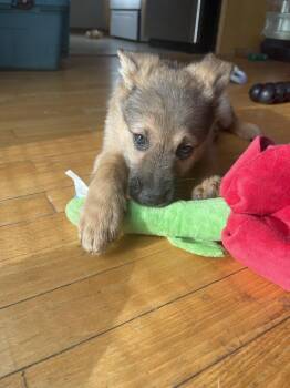 Pumi Dogs Available for Adoption in Minneapolis, Minnesota - Kermit | PetCurious