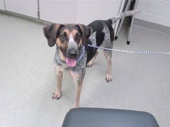 Rescue Bluetick Coonhound and Mixed Breed Dogs for Adoption in Omaha, Nebraska - BANSHEE | PetCurious