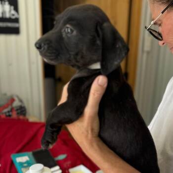 Sallie -  Mixed Breed Dog for Adoption in Blairsville, Georgia - Sallie | PetCurious