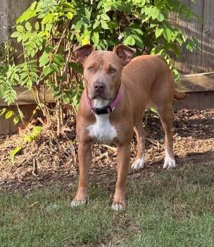 Pit Bull Terrier and Mixed Breed Dogs Available for Adoption in Little Rock, Arkansas - Willow | PetCurious