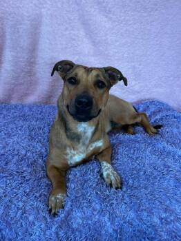 Rescue Corgi and Pit Bull Terrier Dogs for Adoption in Benld, Illinois - Sunny | PetCurious