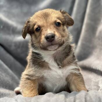 Spaniel and Shepherd Dogs Available for Adoption in San Diego, California - Japan Pup - Seto | PetCurious