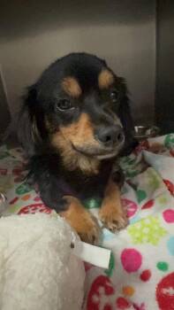 Stellan -  Cavalier King Charles Spaniel and Spaniel Dog for Adoption in San Diego, California - Stellan | PetCurious