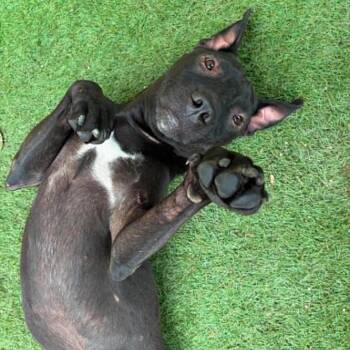 Blackie JuM -  Black Labrador Retriever and Mixed Breed Dog for Adoption in Austin, Texas - Blackie JuM | PetCurious