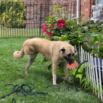 April -  Anatolian Shepherd and Caucasian Sheepdog Caucasian Ovtcharka Dog for Adoption in Amarillo, Texas - April | PetCurious