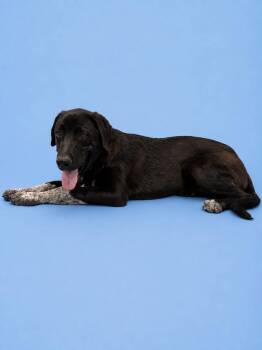 Josh -  Labrador Retriever and Australian Cattle Dog Blue Heeler Dog for Adoption in Salt Lake City, Utah - Josh | PetCurious